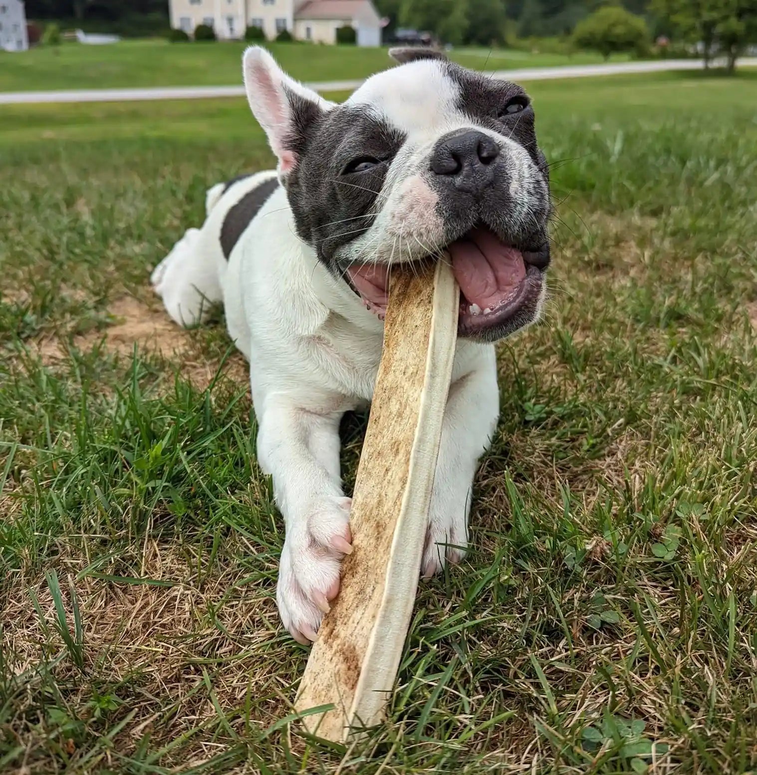 Dog chewing moose antler outdoors