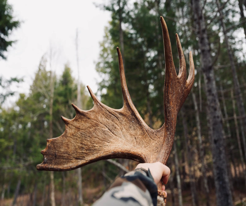 holding moose antler in forest setting