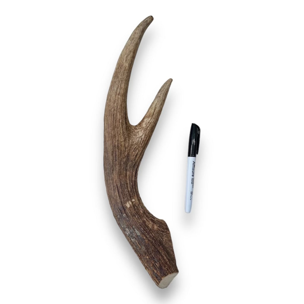 Moose Antler Lobster Claw #15 – Allagash Antlers