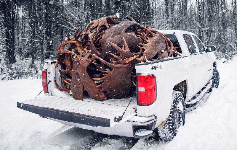 White pickup truck with the bed filled with large brown moose antlers in a snowy forest setting