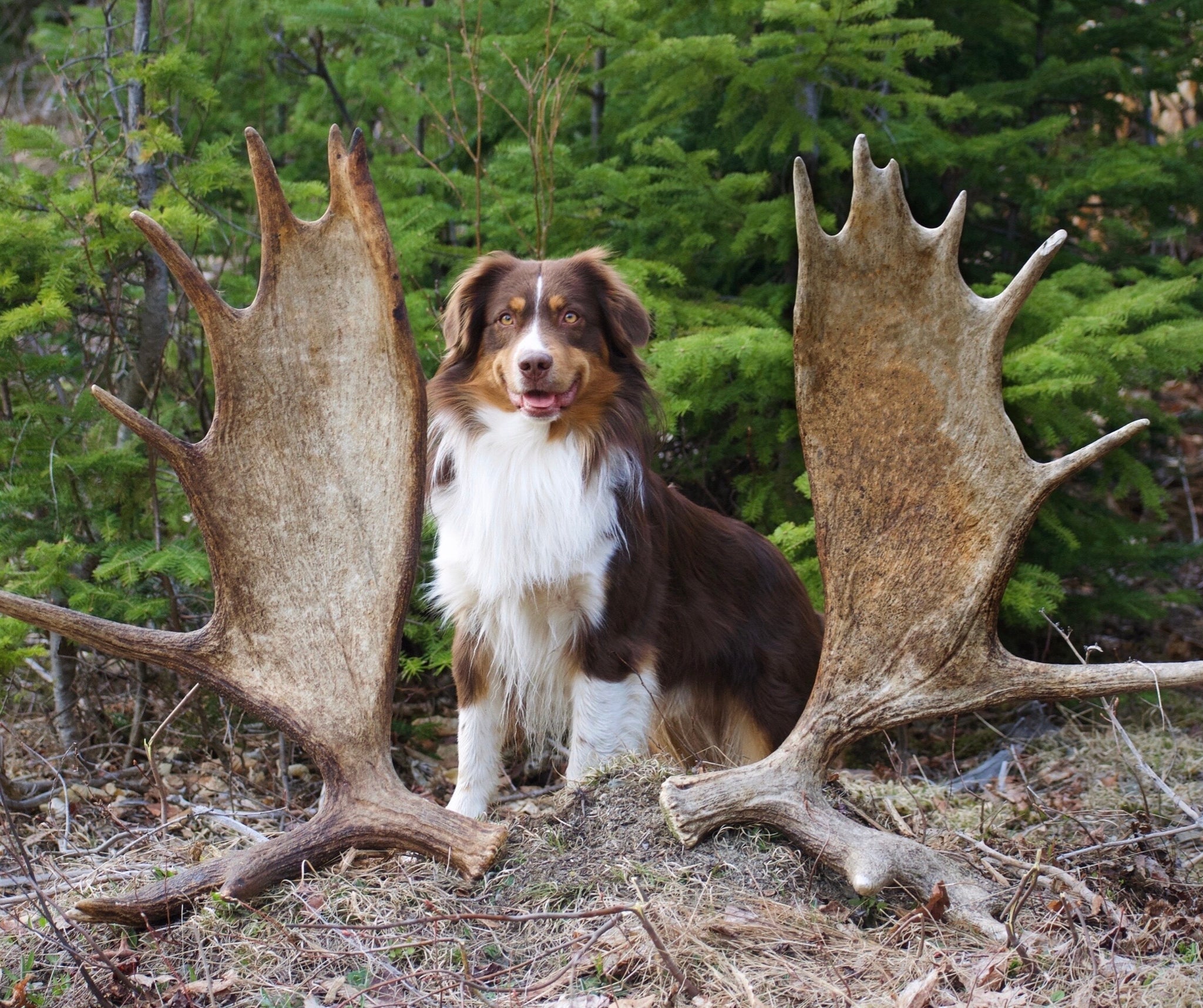 Over 2# 3 Large DENSE Real Shiras MOOSE Antlers for Dogs Bone 2024 Chew Teething Toy Treat Medium Large Organic Natural Teeth Brushing Chew