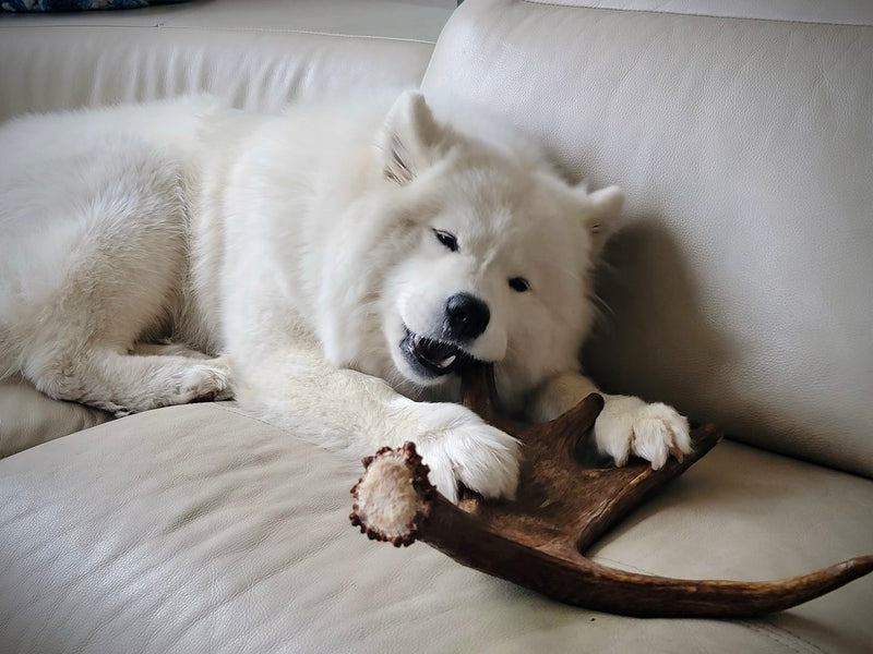 white dog chewing moose antler on white couch