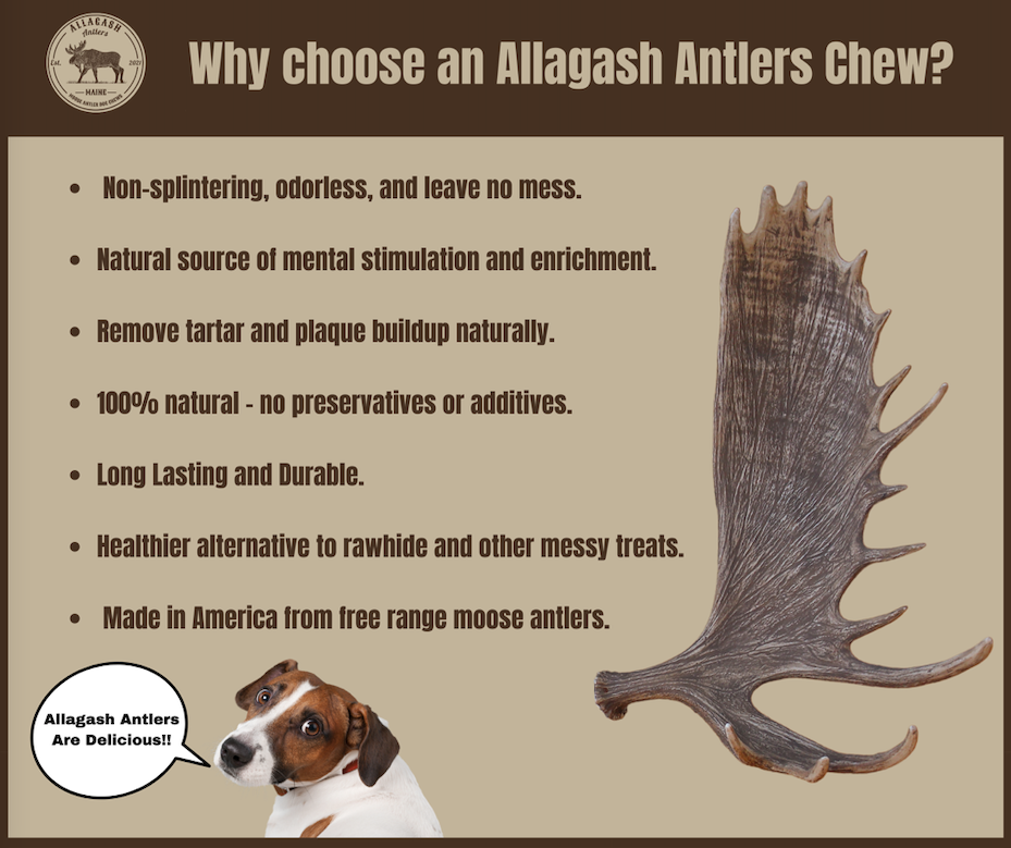 Benefits of Moose Antler Dog Chews